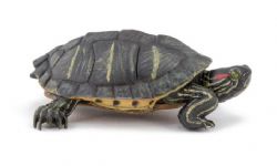 PAPO - TORTUE DE FLORIDE #50309